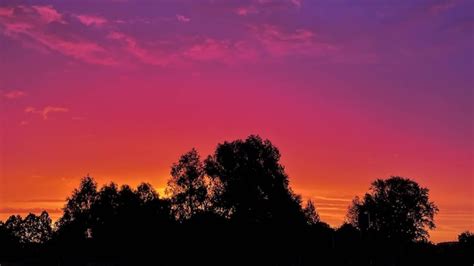 Premium Photo Beautiful Pink Sunset On The Background Of Large Trees
