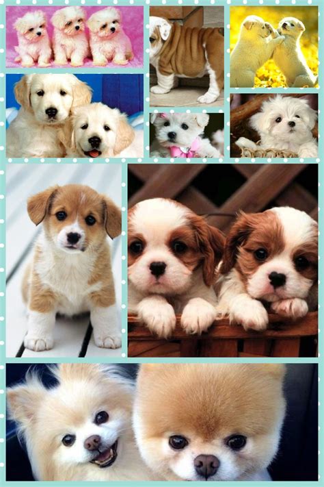 Really Cute Dogs I Made This Collage On Pic Collage The App Available