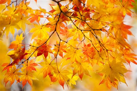 Autumn Foliage Maple Branches Nature Wallpapers Hd