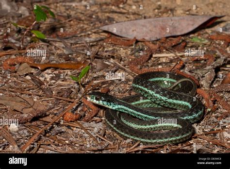 Blue Stripe Garter Snake Hi Res Stock Photography And Images Alamy