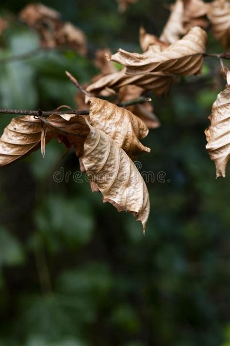 Brown Autumn Leaves Stock Photo Image Of Foliage Bucolic 145499296