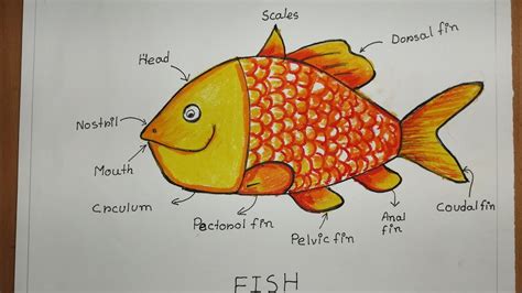 Labelled Diagram Of A Fish