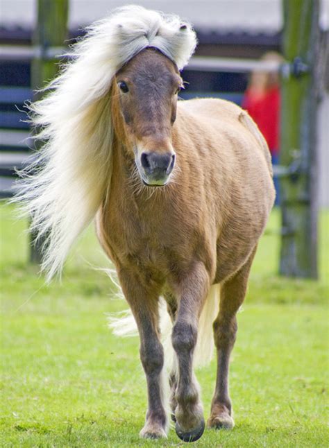 Shetlandpony Pferd Erziehung Und Eigenschaften