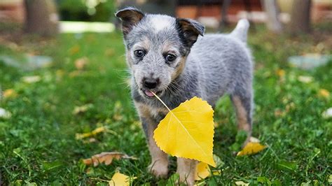 Blue Heeler Puppy Dog Breed Guide For The Australian
