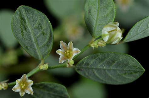 Kirganelia Reticulata Phyllanthaceae Image At Phytoimages Siu Edu