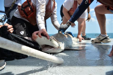 Follow Nature Conservancy Scientists As They Tag Sharks In The Gulf Of