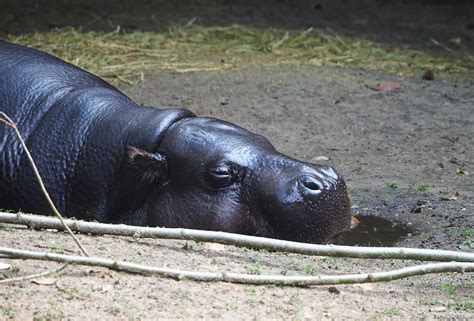 Western Pygmy Hippopotamus Choeropsis Liberiensis Liberiensis 2022