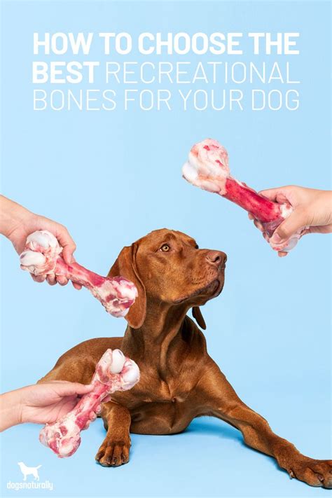 How To Choose The Best Recreational Bones For Your Dog Dogs Dog