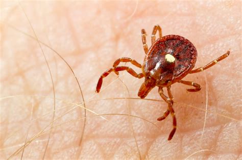 Ticks 101 How To Avoid Identify And Respond To Ticks This Summer