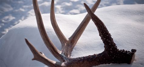 what a rack the true and weird story of antlers pittsburgh quarterly