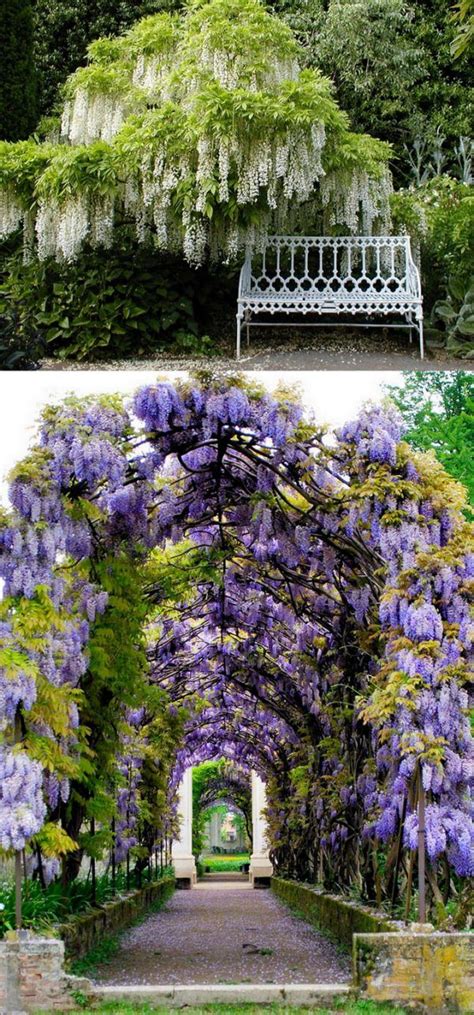 Maybe you would like to learn more about one of these? 43 best Climbing Plants for Trellis, Arbors and pergolas ...