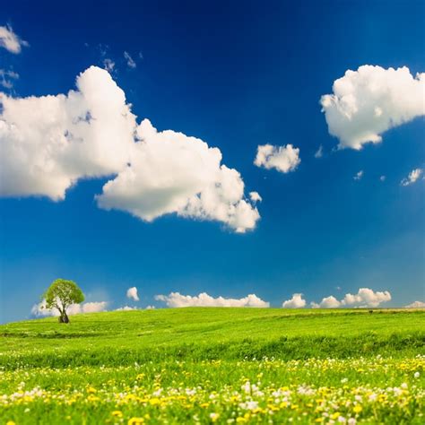 Premium Photo Green Meadows With One Tree Over Blue Sky