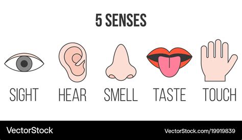 5 Senses Icon In Outline Collection Royalty Free Vector