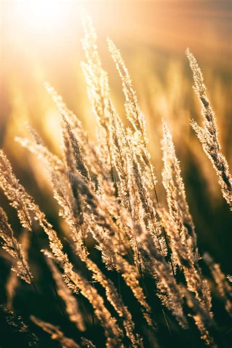 Wild Field Of Grass On The Golden Sunset Stock Photo Image Of Rural