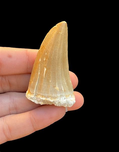 Good Quality Tylosaurus Teeth Fossils Teeth Mosasaurus Etsy