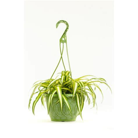 Spider Plant Indoor Live Plant Hanging Basket 3qt