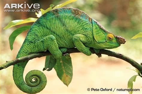 The Largest Chameleon In The World Parsons Chameleon Belongs To A