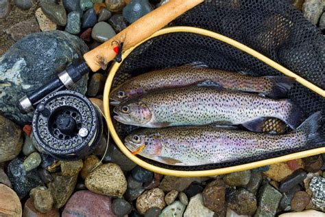 The Best Baits For Rainbow Trout 6 Baits That Never Fail Outdoor
