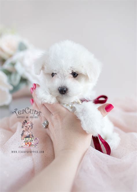 Maltipoo Puppy For Sale 118 D Teacup Puppies Teacup Puppies And Boutique