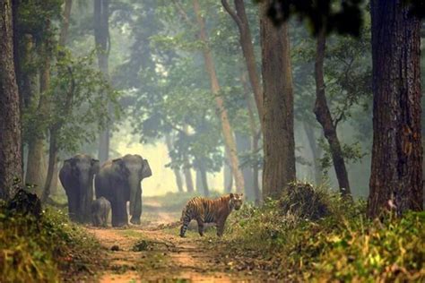 Dudhwa Kishanpur Wildlife Tour Package Dudhwa Tiger Reserve