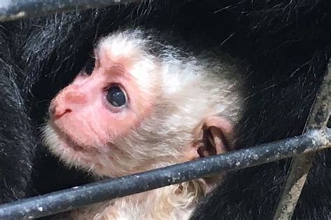 Mesker Zoo Announces New Baby Colobus Monkey Photos