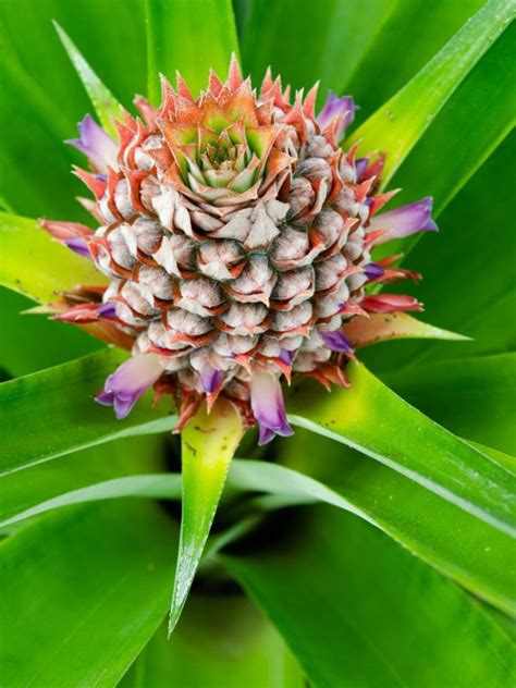 Pineapple Flowering Houseplant How To Grow Pineapple Bromeliad