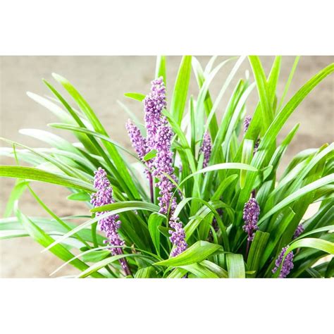 1 Gal Royal Purple Liriope Monkey Grass Ornamental Groundcover