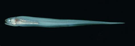 Parasitic Pearlfish Seen With Sea Cucumber In Captivity Aquanerd