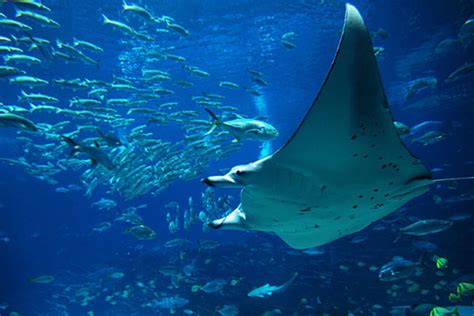 Giant Manta Rays Are Restless Travelers Says Satellite Study