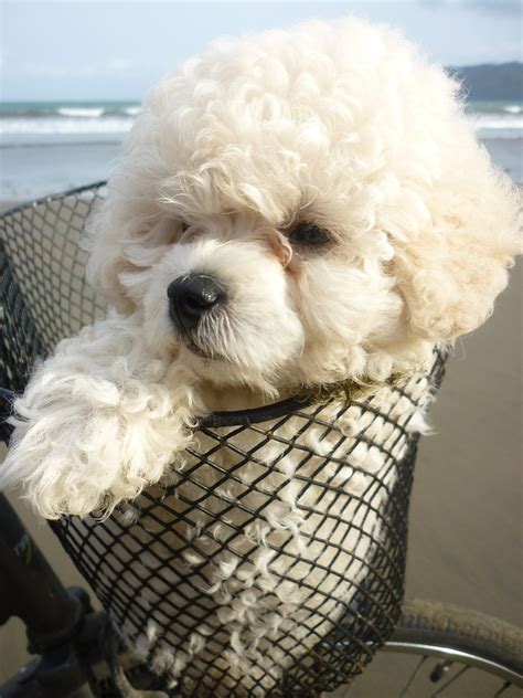 Mini Poodle Puppy In A Basket Free Stock Photo Public Domain Pictures