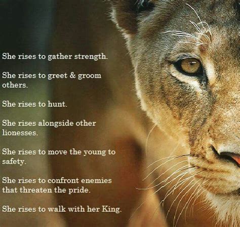 71 lion and lioness quotes. Lioness rises | Lioness quotes, Lion quotes