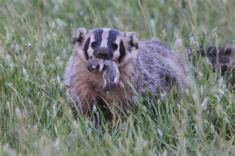 The Badger Is A Rare But Essential Member Of Park Wildlife Krcb