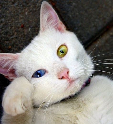White Cat With Heterochromia Iridum 17 Cute Cats White Cats Cute