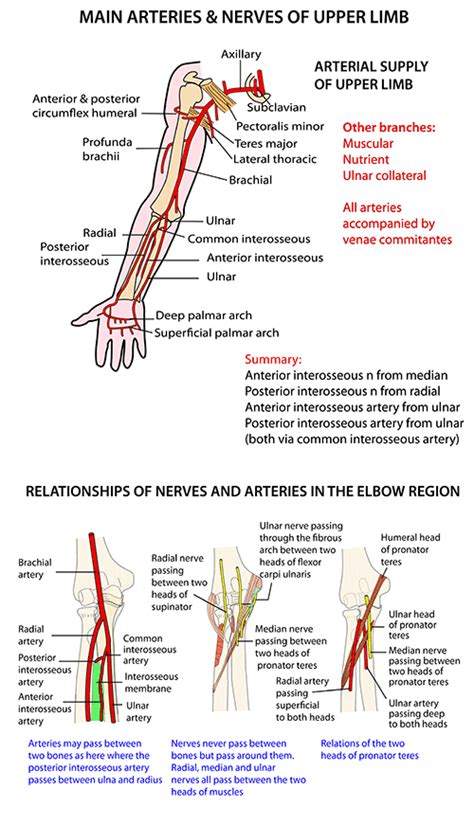 Instant Anatomy Upper Limb Nerves General Pattern