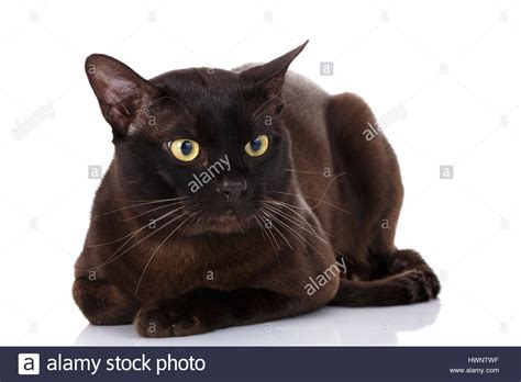 Burmese Cat Portrait Stock Photo Alamy