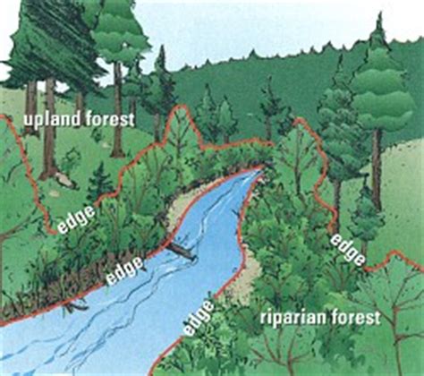 (noun) a riparian habitat or riparian zone is a type of wildlife habitat found along the banks of a river, stream, or other actively moving source of water such as a spring or waterfall. riparian - definition - What is