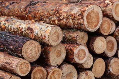 Log Trunks Pile The Logging Timber Forest Wood Industry Stock Image
