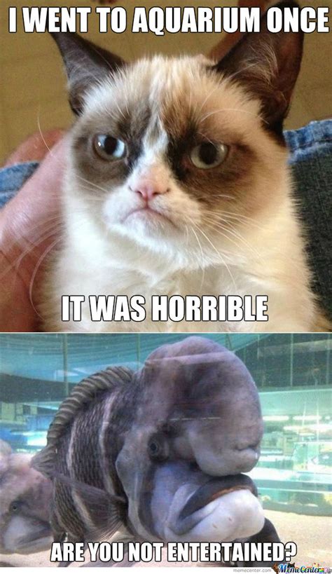 Submitted 1 hour ago by 1000_cats_. Grumpy Cat Meets Grumpy Fish by ben - Meme Center