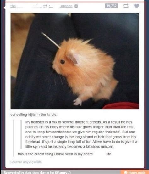 Hamster Funny Clean Quotes Quotesgram
