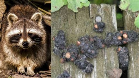 What Are The Dangers Of Raccoon Feces At Your Home Raccoons Life