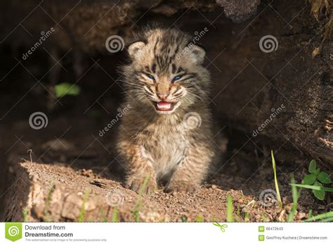 Baby Bobcat Kitten Lynx Rufus Cries In Hollow Log Stock Image Image