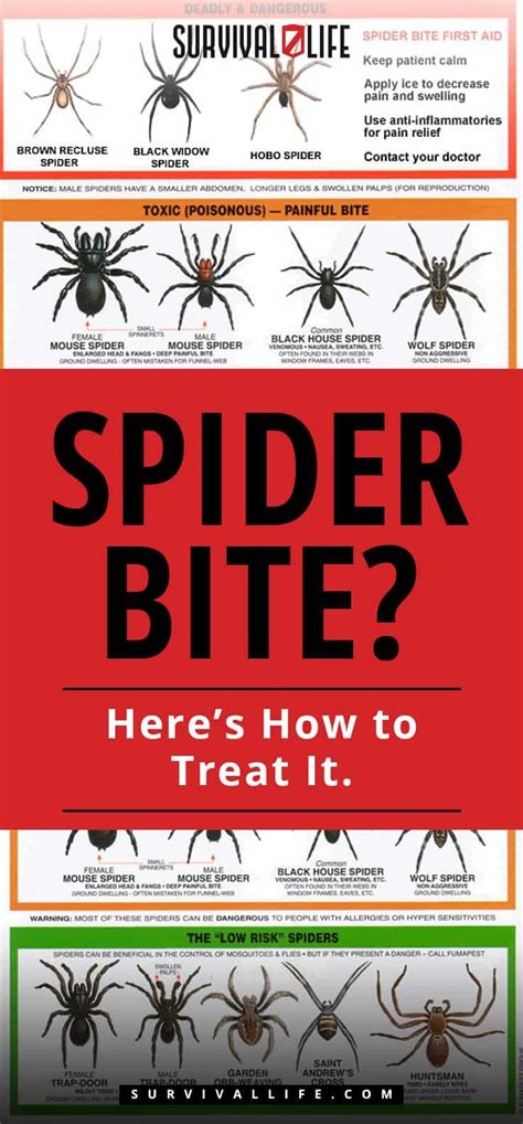 Spider Bite Heres How To Treat It Spider Bites Spider Bite