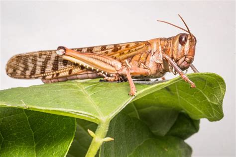 What Are Locusts And Why Do They Swarm Live Science