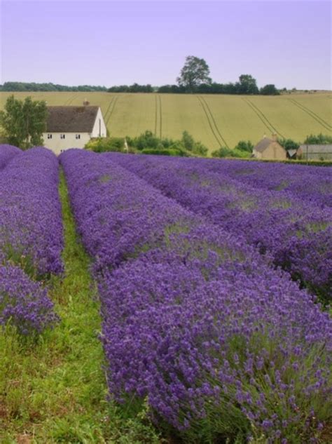 Lavandula Angustifolia Bee Happy Plants And Seeds