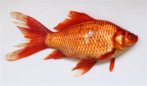 Goldfish Out Of Water Image Free Stock Photo Public Domain Photo