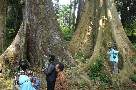 Mitos Pohon Jodoh Di Kebun Raya Foto Berdua Bisa Berjodoh