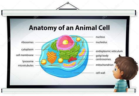 Gráfico Mostrando Anatomia Das Células Animais Ilustração De Stock Por