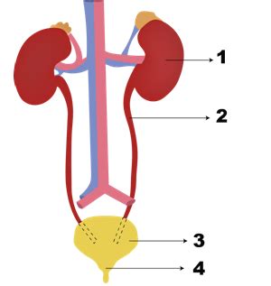 Wiring And Diagram Diagram Of Urinary System With Labels My XXX Hot Girl