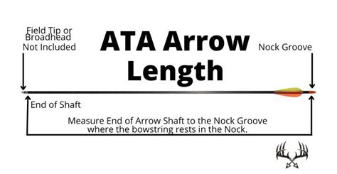 How Long Should My Arrows Be