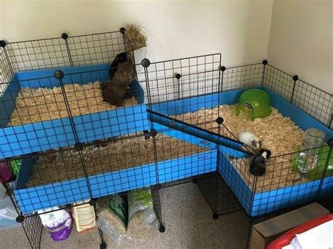 Gallery C And C Guinea Pig Cages
